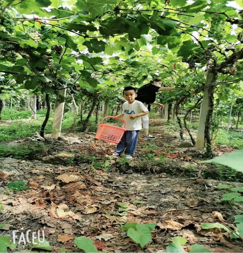 公司组织摘葡萄团建活动       01.jpg